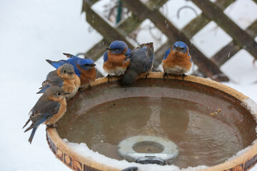 Group of bluebirds at winter birdbath
