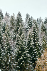 winter landscape of mountains and forests on cloudy day