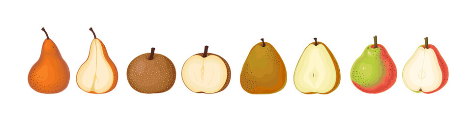 Types of pears. Ripe and half pear. Comice, Bosc, Gold and Asian pears. Color illustration.