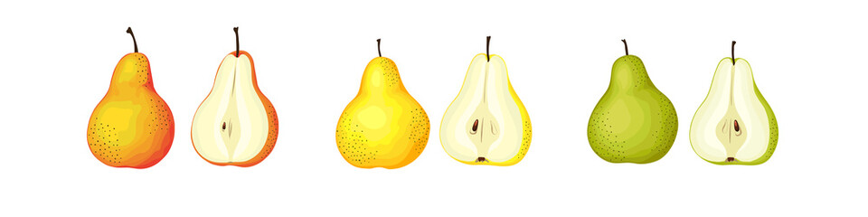 Ripe and half pear set. Forelle, Bartlett, Anjous pears. Color illustration.