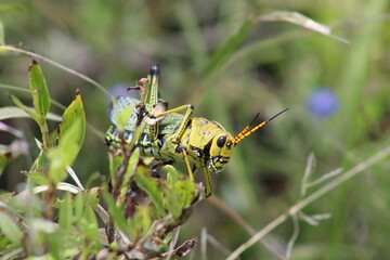 grasshopper on the grass