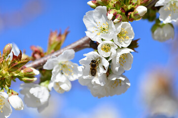 bee collecting pollen on flowering cherry or Cerasus in spring