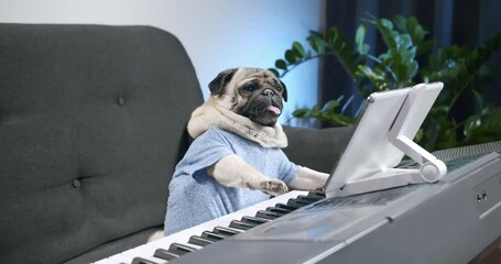 Funny cute pug dog playing electronic piano, synthesizer at home with tablet. Lesson online with tablet. Online study course. Learn to play music. Funny dog distance education from home concept