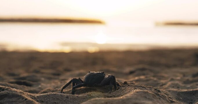 Close-up background shot, black crab walks sideways along beautiful sunrise sandy beach.