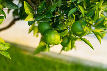 green juicy tangerines fruits on tree
