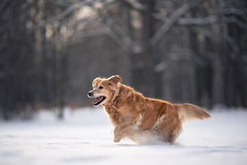 dog playing in the snow
