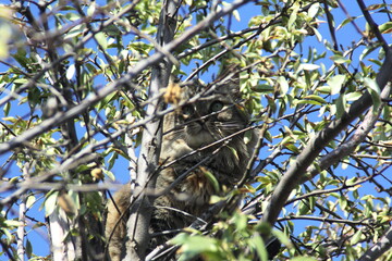 gata encaramada sobre arbol, cazando pajaros