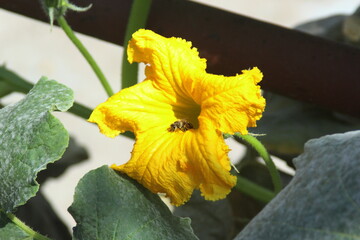 flores de zapallo o calabaza, flores amarillas con abejas polinizando