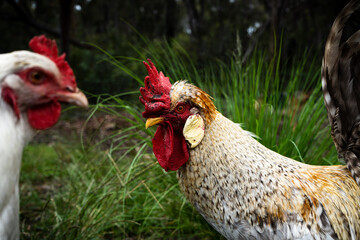 rooster and hen. Focus on rooster, hen blurred.