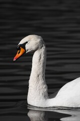 Schwan auf See