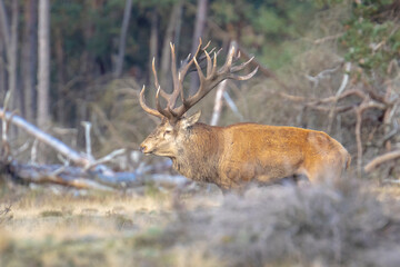Male red deer stag, cervus elaphus, rutting