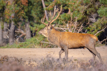 Male red deer stag, cervus elaphus, rutting