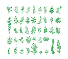 vector botanical doodles illustration elements. hand drawn drawing sketch. leaves leaf grass rowan	