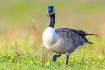 Canadian goose Branta canadensis in a meadow