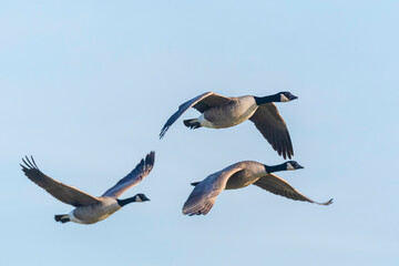 Canadian goose Branta canadensis in flight migrating