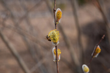 A branch of blossoming willow with bee