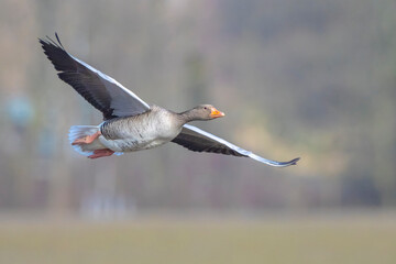 Greylag goose, Anser Anser, in flight migrating
