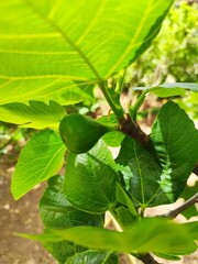 Fototapeta na wymiar figs on tree
