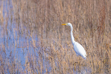 Great egret Ardea alba fishing