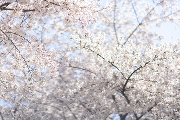 Beautiful floral spring abstract background of nature. Branches of blossoming cherry with selective focus. Banner For easter and spring greeting cards with copy space