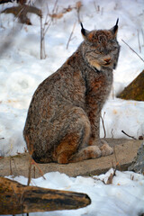 In winter Canada lynx or Canadian lynx is a North American mammal of the cat family, Felidae