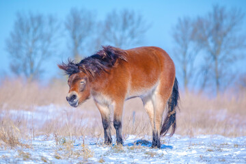 Fototapeta na wymiar Exmoor pony grazing in snow, cold winter landscape.