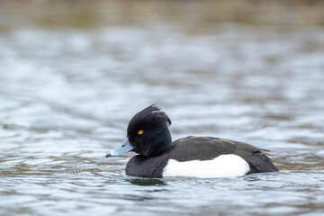 Tufted duck, Aythya fuligula, swimming