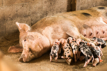 Soft focus of newborn piglets feeding from mother pig in organic farm. Happy piglet suckling milk from their sow. Pig mother feeds the newborn piglets © Biljana