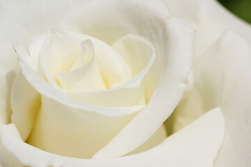 Naklejka premium White Rose Flower Head Soft Close-up (Rosa jacare)