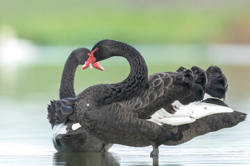 Black swan, Cygnus atratus, posing and preening