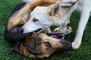 Siberian Husky And Mixed Breed Dog Play Fighting