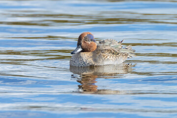Eurasian teal, Anas crecca, waterfowl swimming on the water surface