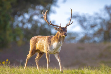 Fallow deer stag rut during Autumn season.