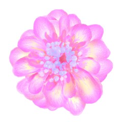 Fototapeta premium Beautiful pink flower on a white background. Isolated flower. Botanical illustration.