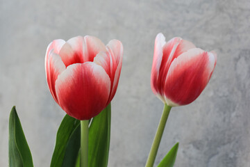 Tilted tulips on a gray background.Pink spring flowers.