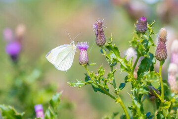 Green-veined white butterfly, Pieris napi, feeding nectar of a purple thistle flower