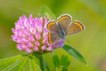  brown argus butterfly, Aricia agestis, top view, open wings