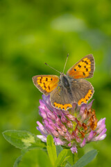 Obraz premium Small copper or common copper butterfly lycaena phlaeas closeup