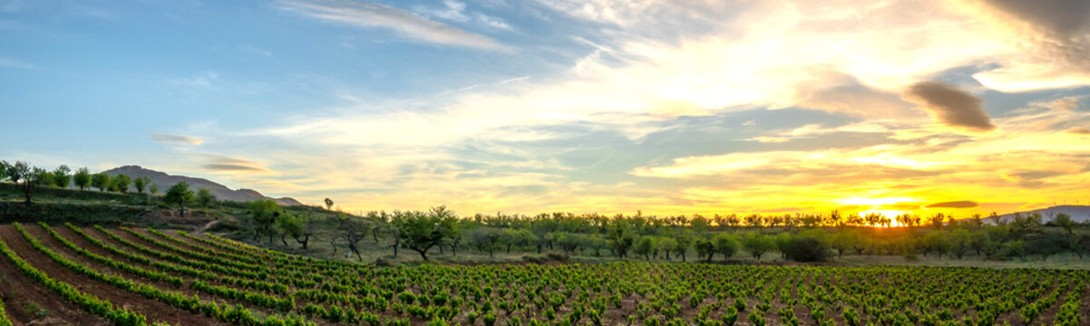 Panoramic view of high altitude vineyards, landscape with vineyards and mountains at sunset.