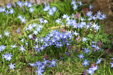 Fototapeta premium Wiese im Frühling