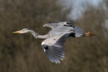 Gray heron on the hunt