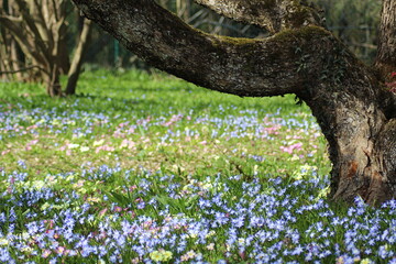Fototapete bei efototapeten.de bestellen   