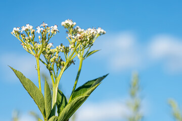 fresh plant valerian flowers Valeriana officinalis . garden valerian, garden heliotrope and...