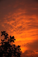 Obraz na płótnie Canvas sunset and trees