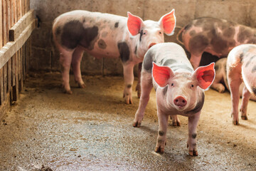 The picture of a piglet on the farm is looking back at the camera and focusing on its nose, the picture only tells the mood of a picture in a rural farm in Serbia. 