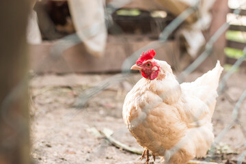 Hens in bio farm. White chicken in hen house. Chickens in farm at sunny day.Hen resting in the garden. Lovely white hen outdoor. White leghorn hen.
