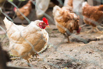 White leghorn hen. Hens in bio farm. White chicken in hen house. Chickens in farm at sunny day.Hen resting in the garden. Lovely white hen outdoor.
