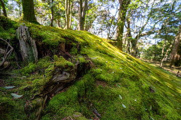 新緑の季節の訪れ