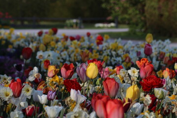 Verschiedene Tulpensorten