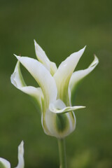 Weiße Tulpen Sorten